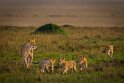 052 Masai Mara, leeuwen